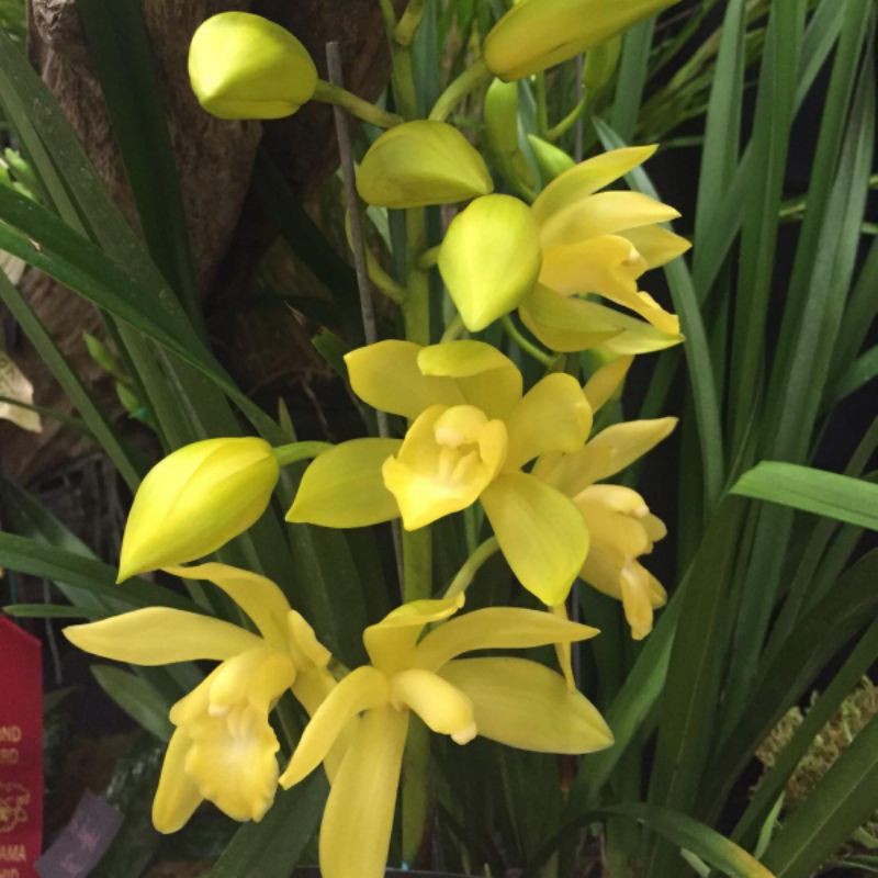 Jual Cymbidium Golden Boy Kondisi Spike Shopee Indonesia