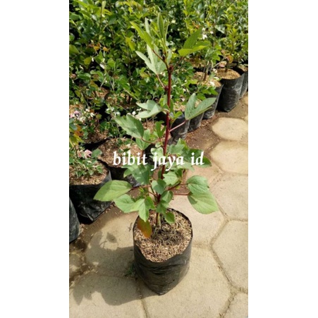 Jual Bibit Tanaman Rosella Banyak Manfaat Nya Untuk Kesehatan (Herbal ...