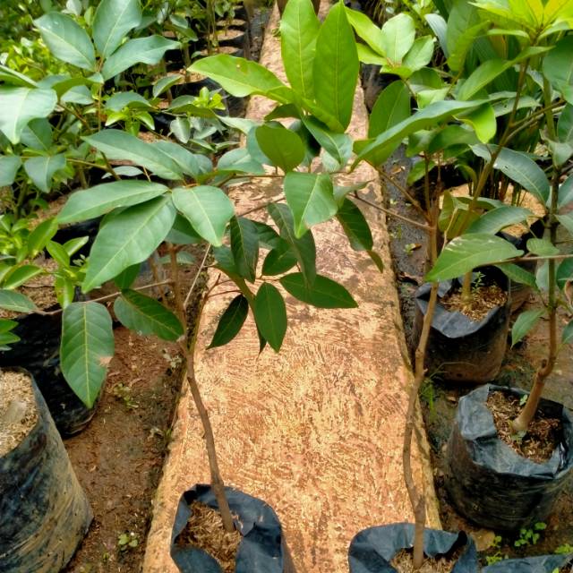 Jual Tanaman Rambutan Tinggi 1M, Tanaman Rambutan Binjai dan Tanaman ...