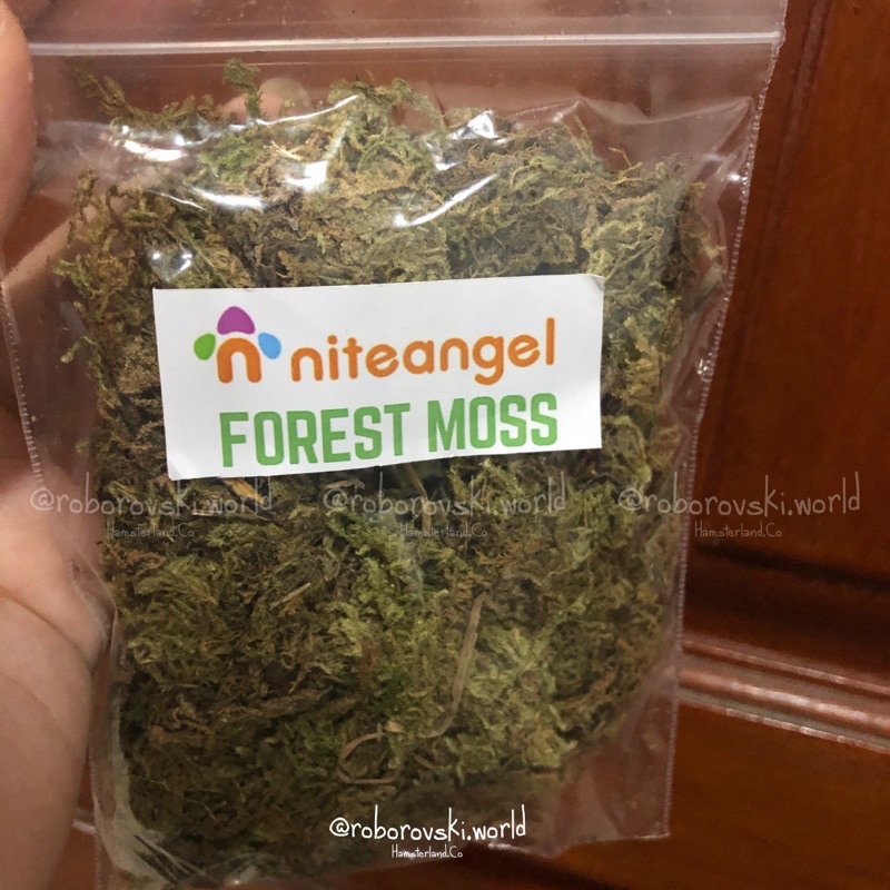 Jual 10 GRAM NITEANGEL Forest Moss Dried Moss Lumut Kering Substrat
