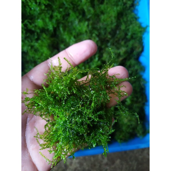Jual Java moss full daun air dan moss weeping clum murah 20x20cm ...