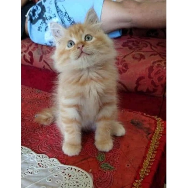 Jual kucing anggora | Shopee Indonesia