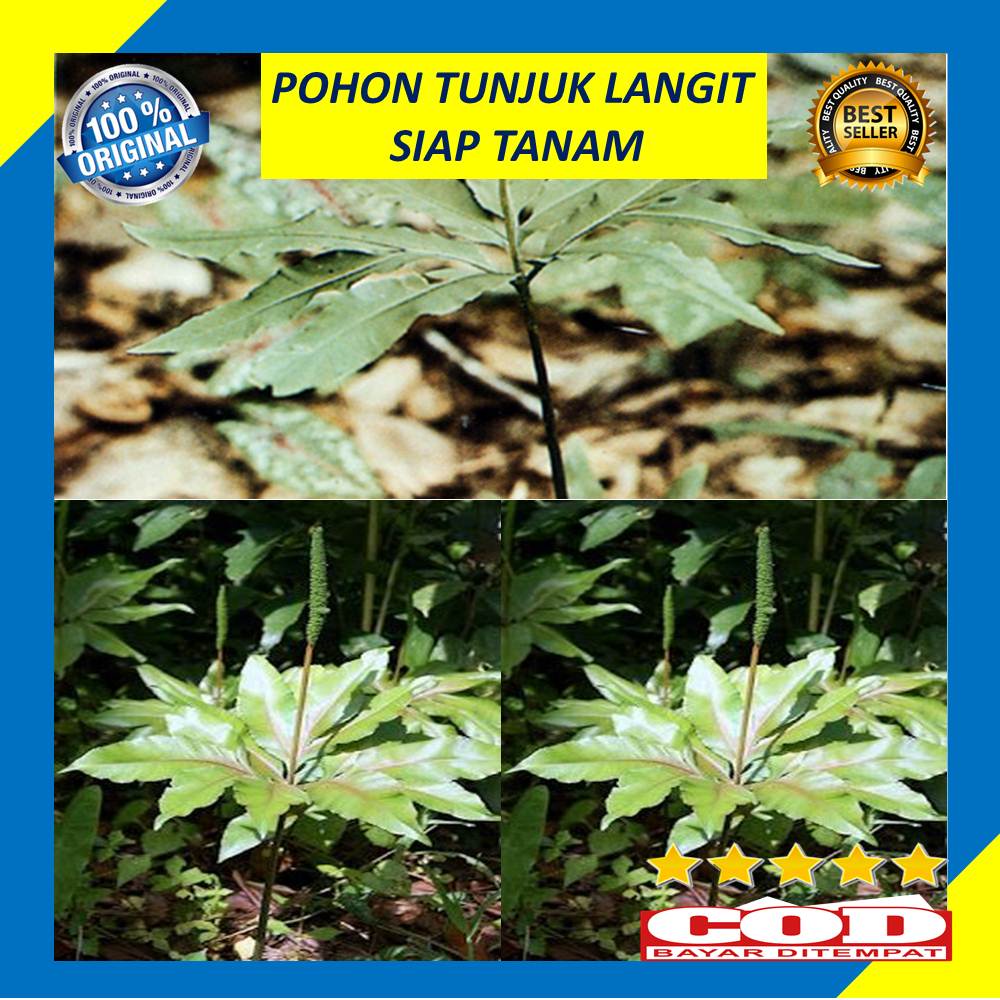 Jual Bibit Pohon Tunjuk Langit Siap Tanam Tanaman Hias Herbal Shopee