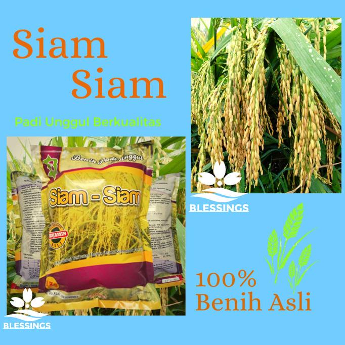 Jual Benih Padi Siam Siam / Bibit Padi Unggul Siam Siam | Shopee Indonesia