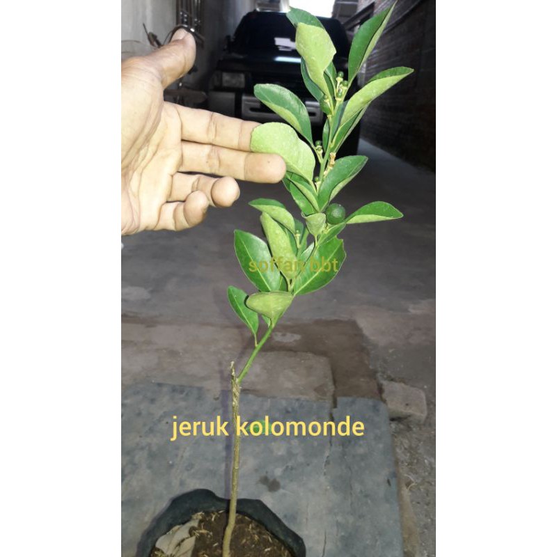 Jual Jeruk Monde Okulasi Shopee Indonesia