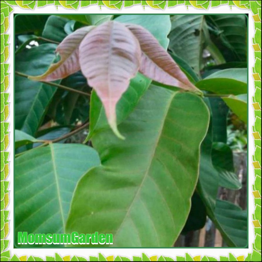 Jual kecapi daun Harga Terbaik & Termurah Mei 2026 | Shopee Indonesia