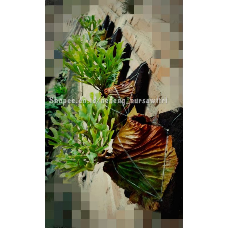 Jual Platycerium Ridleyi / Redleyi / Simbar menjangan Kalimantan ...