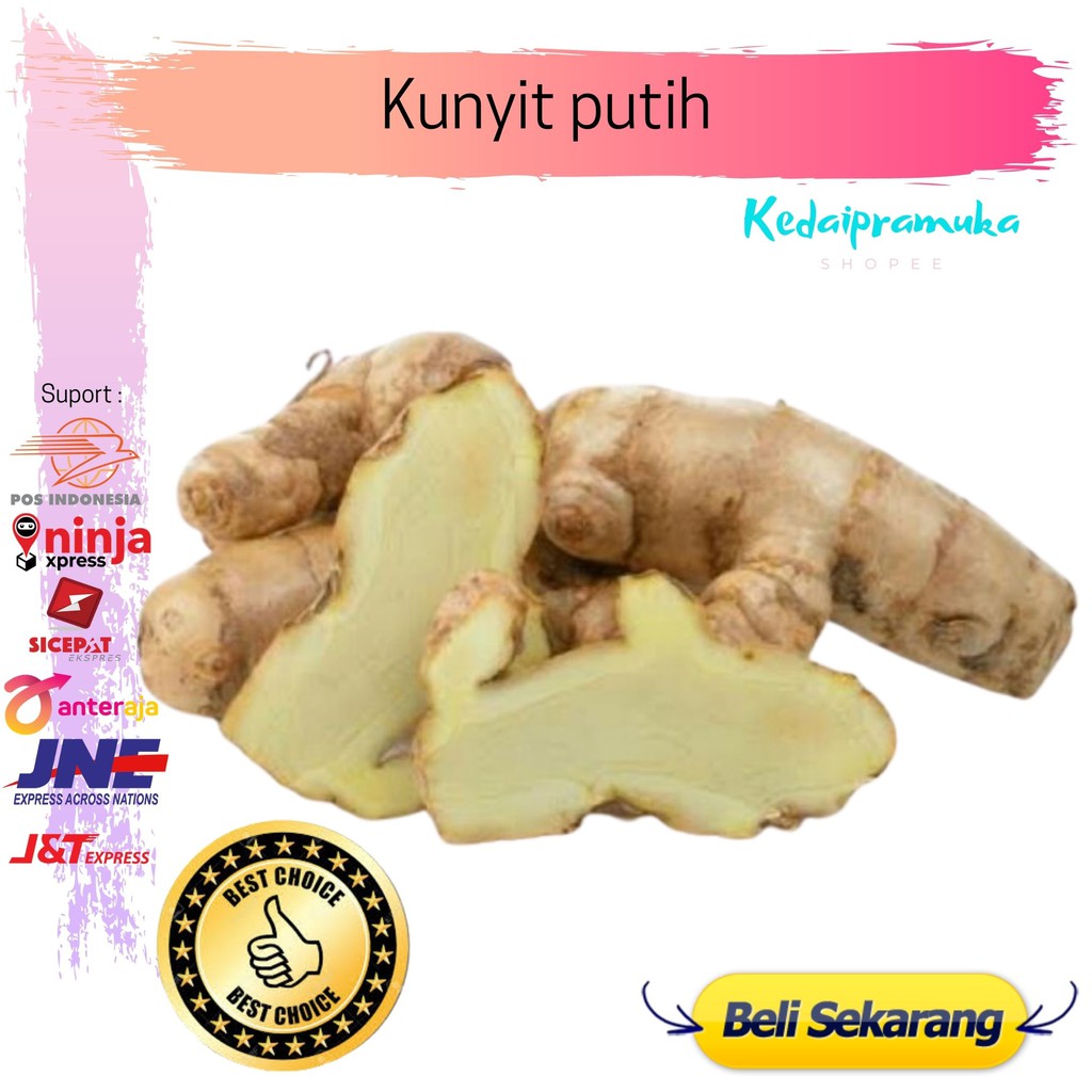 Jual Kunyit Putih Kunir Putih Kunyit Putih Segar Bibit Kunyit Temu Putih Empon 250 3991