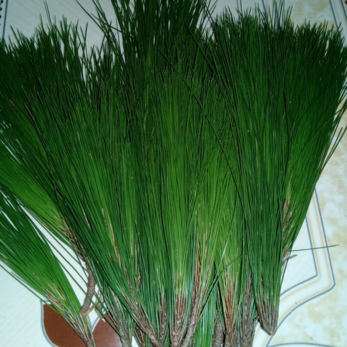 Jual Daun Pinus Segar Daun Pinus Herbal Gr Shopee Indonesia