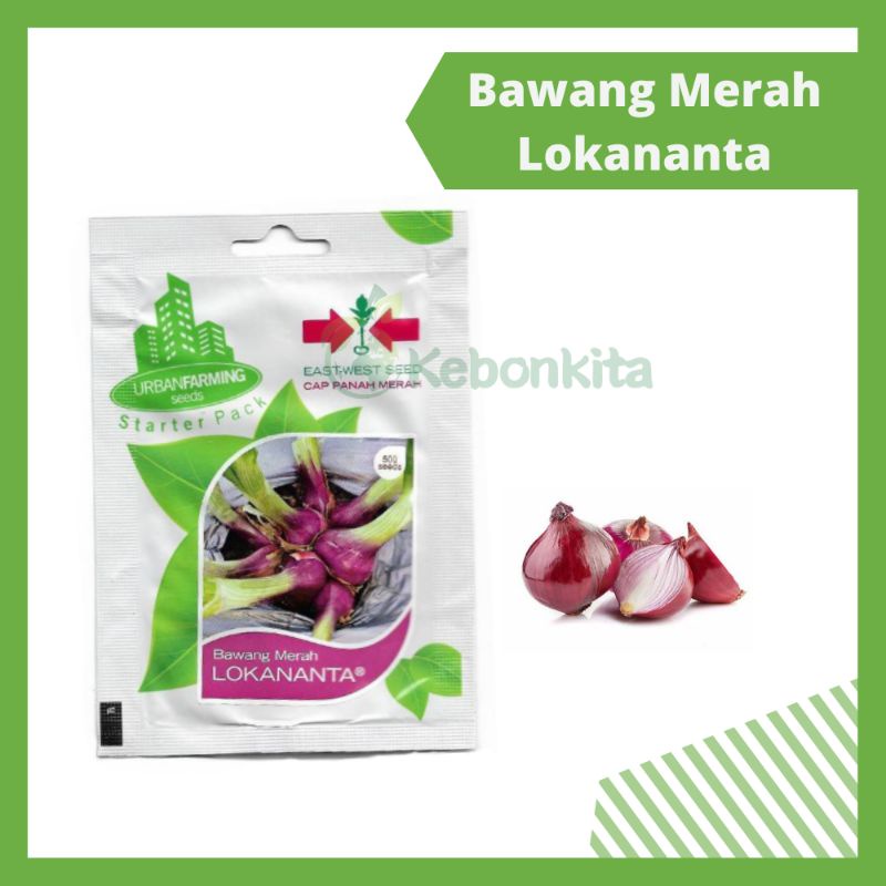 Jual Benih Bibit Bawang Merah Lokananta Cap Panah Merah | Shopee Indonesia