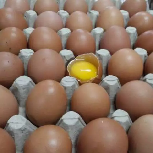Telur Ayam Negeri Fresh 1 Kg Coklat Segar