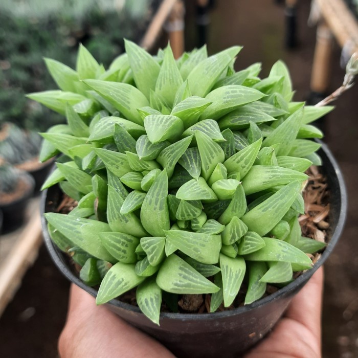 Jual BELI DI SINI haworthia mirabilis cluster - Hebat Store | Shopee ...
