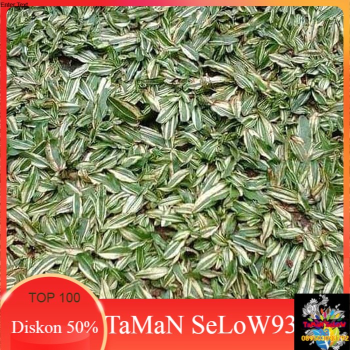 Jual Tanaman Hias Hias Rumput Gajah Mini Variegata 50x50cm Shopee