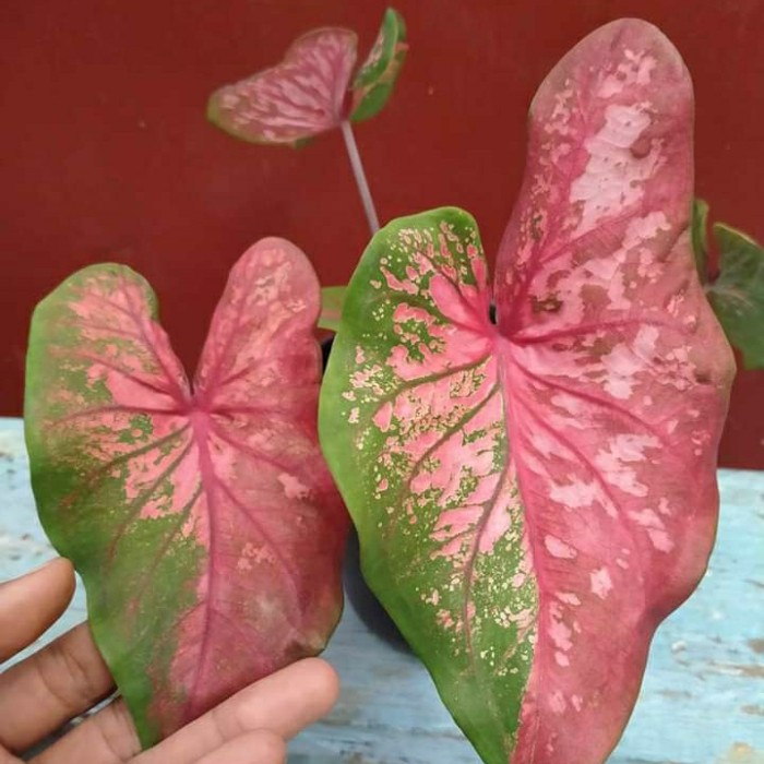 Jual caladium hybride/caladium thailand/keladi baret thailand | Shopee ...