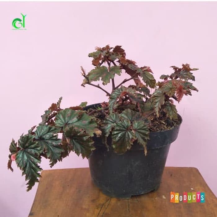 Jual Tanaman Begonia gryphon | Shopee Indonesia