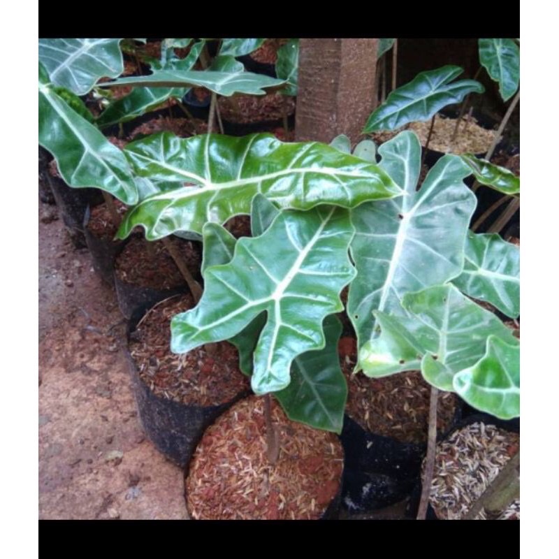 Jual PROMO!! Tanaman Hias Keladi Amazon Besar Tanaman Hidup+Bunga Hidup ...