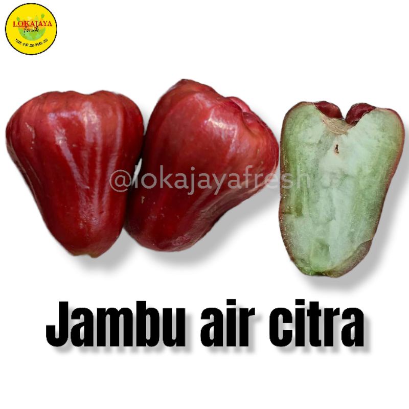 Jual Jambu Citra Super Manis Besar 1 Kg [pengiriman instant dan sameday ...