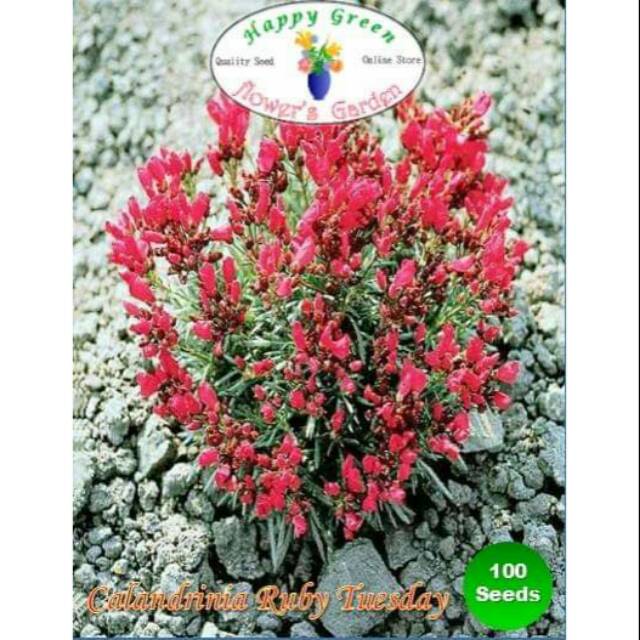 Jual Benih Biji Bunga Calandrinia Ruby Tuesday | Shopee Indonesia