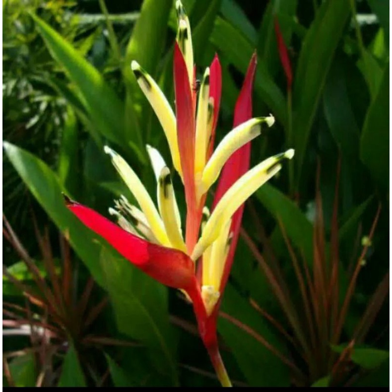 Jual Bibit Tanaman Hias Pisang Heliconia Pisang Pisangan Shopee Indonesia