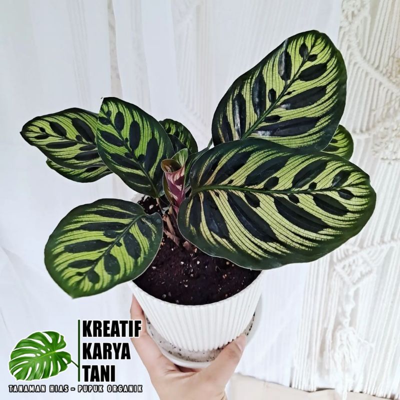 Jual Calathea Makoyana Tanaman Hias Calathea Makoyana Kalatea