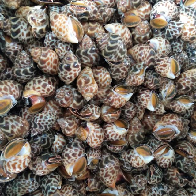 Jual Keong Macan/Gonggong 1kg | Shopee Indonesia