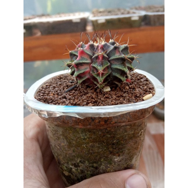 Jual Kaktus Gymno Miha Var Seedling 4 cm | Shopee Indonesia
