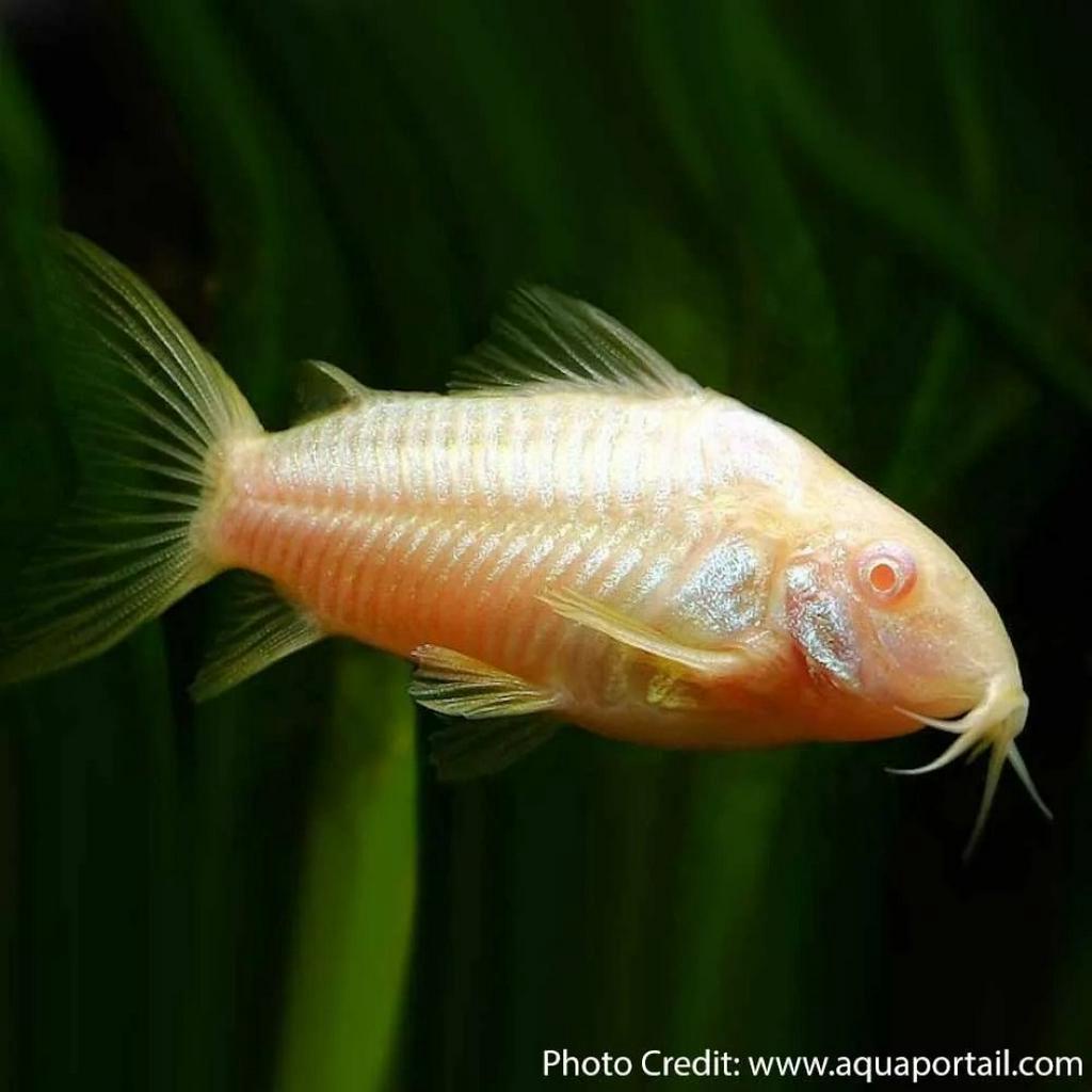 Jual Ikan Hias Dasar Corydoras Albino Kecil Aquascape Shopee Indonesia