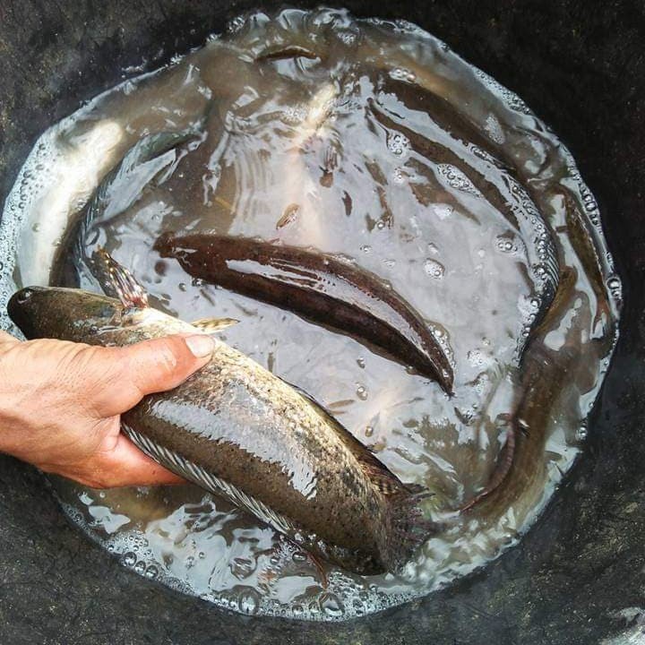 Jual Ikan Gabus Hidup Ikan Segar 1 Kg Shopee Indonesia