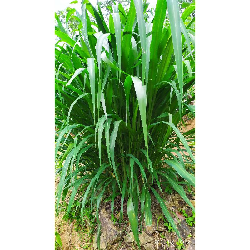 Jual bibit rumput super mombaca F1 agrimax | Shopee Indonesia