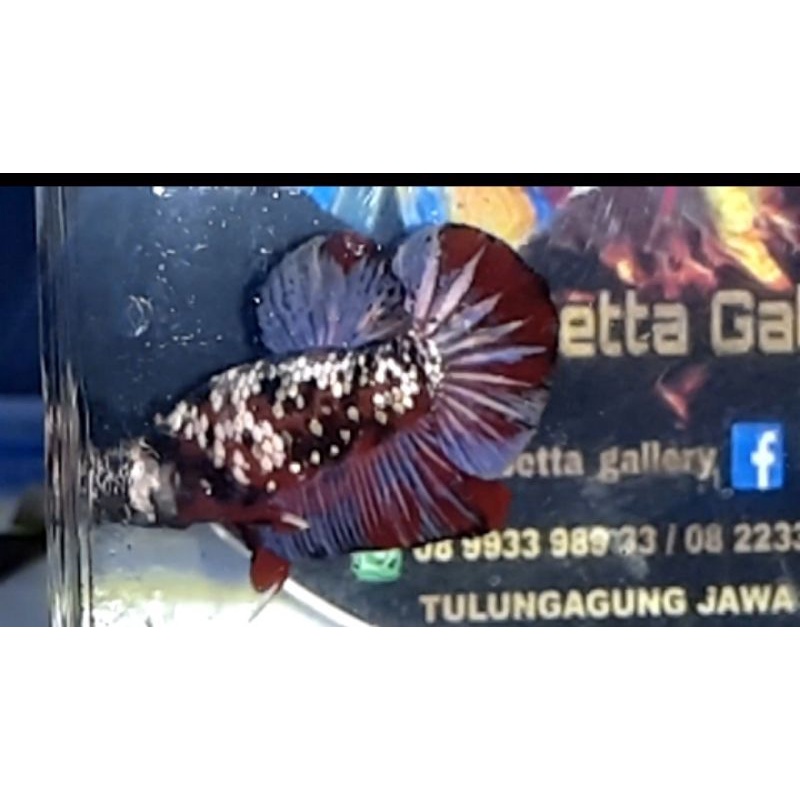 Jual Mixed RKC-NKC (Partai 5 Ekor) | Shopee Indonesia