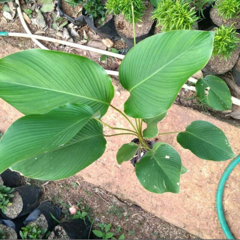 Jual Tanaman Hias Calathea Lutea Calathea Pisang Shopee Indonesia