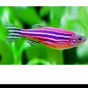Jual ikan pureple | Shopee Indonesia