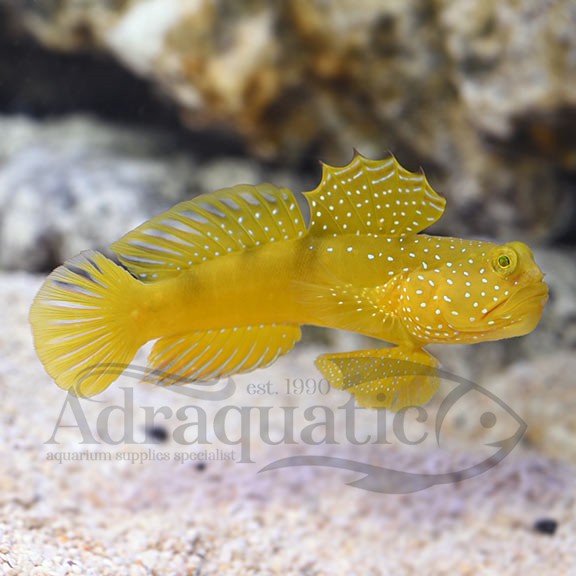 Jual IKAN HIAS AIR LAUT JABING KUNING YELLOW PRAWN GOBY WATCHMAN ...