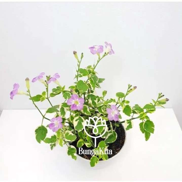 Jual Tanaman Hias Outdoor Asystasia Gangetica Variegata | Shopee Indonesia