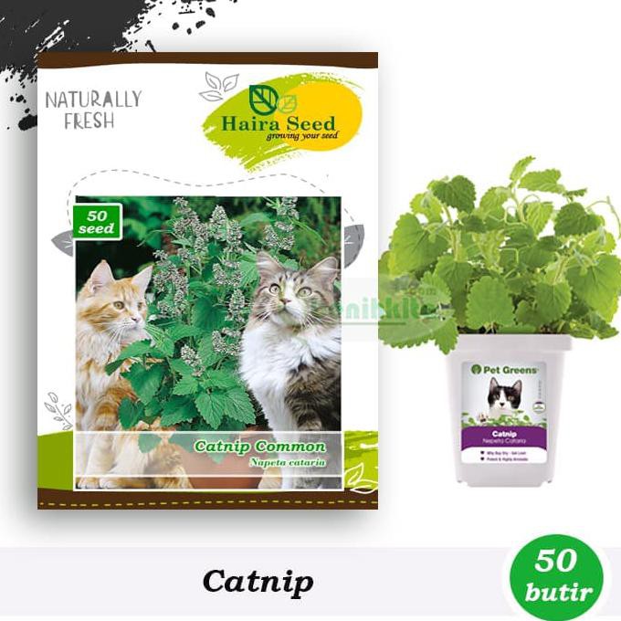 Jual Benih Bibit Herbs Catnip Common Haira Seed Shopee Indonesia