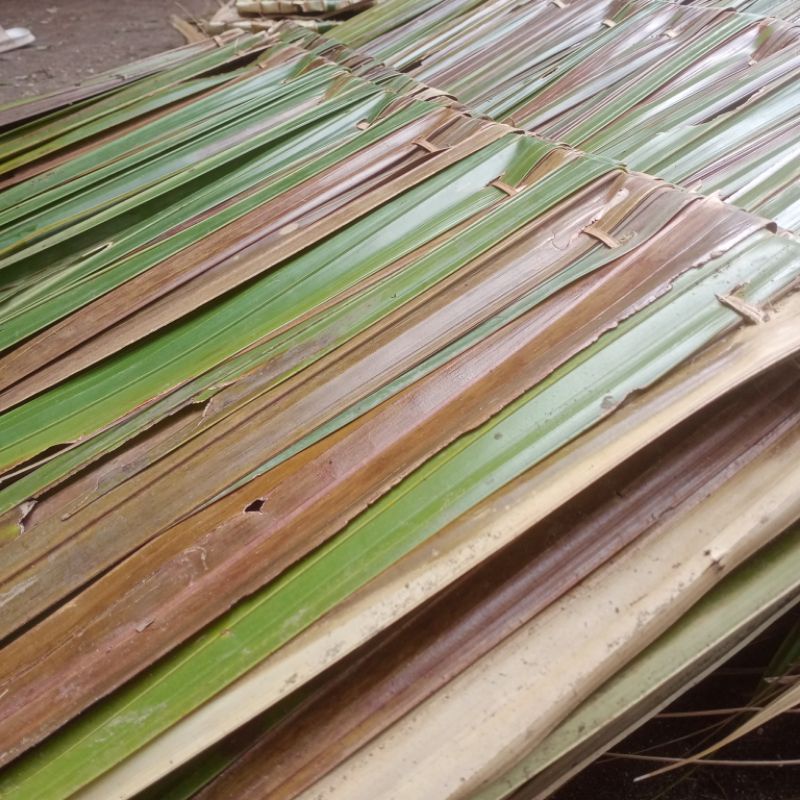 Jual Atap Daun Rumbia Dahon Basah untuk Gazebo / Cafe / Hunian ...