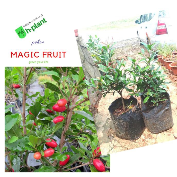 Jual New!! Bibit Pohon Buah Magic Fruit/Miracle Fruit/Buah Ajaib ...