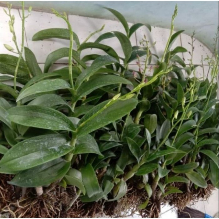 Jual Pohon Anggrek Dendrobium Surya Gold Dewasa promo new | Shopee ...