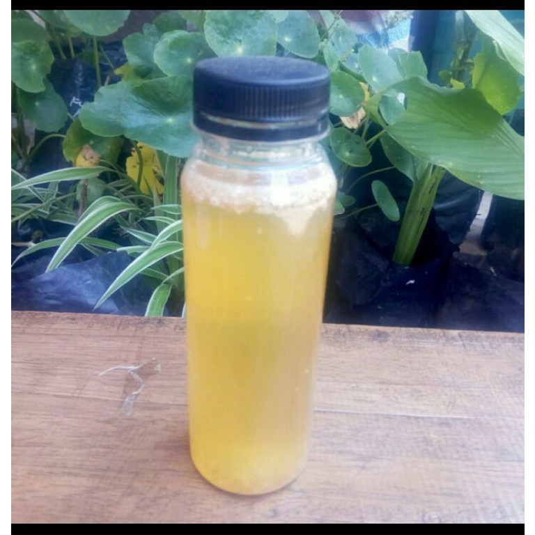 Jual pupuk poc kulit pisang kemasan botol kale 250 ml | Shopee Indonesia