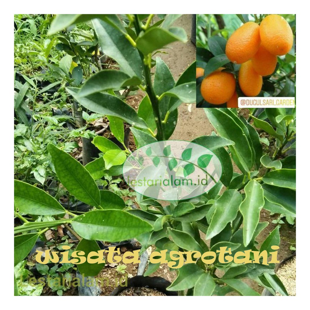 Jual Paket Pohon Jeruk Nagami Okulasi Bibit Jeruk Nagami Jeruk Buah Manis Wisata Agrotani