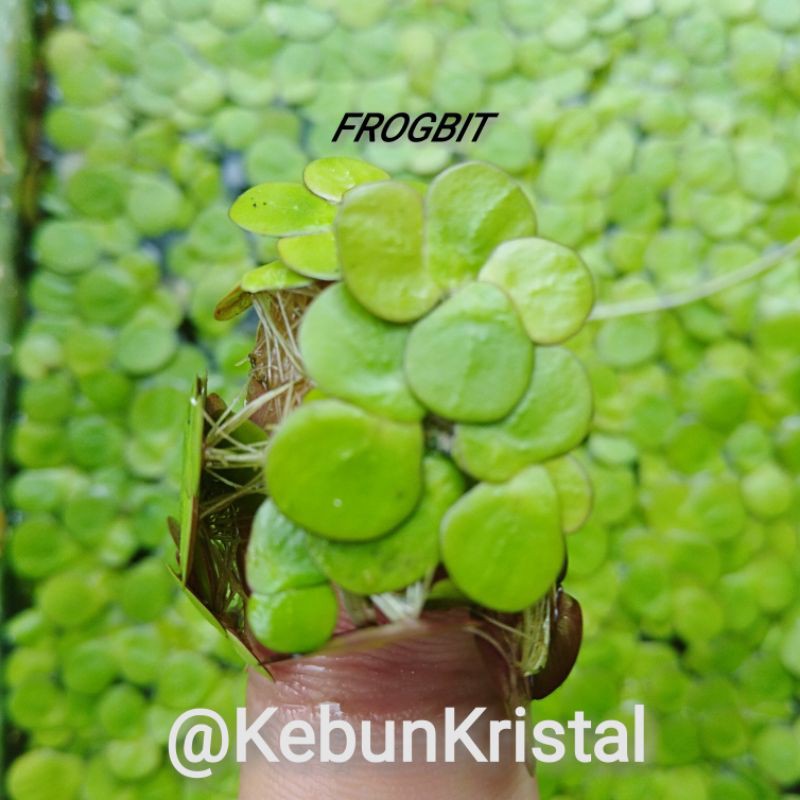 Jual Frogbit Mini Tanaman Air Apung Penyerap Amoniak Aquascape Dan ...