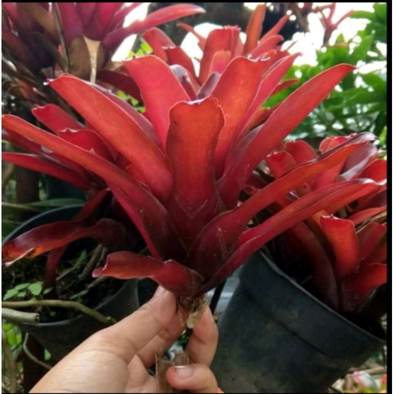 Jual KEBUN.MUKLIS - Tanaman Hias Bromelia Merah | Shopee Indonesia