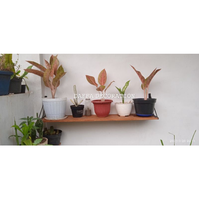 Jual Ambalan Rak Dinding / Bunga Tempel Dinding Kayu Rak Dapur Jumbo ...