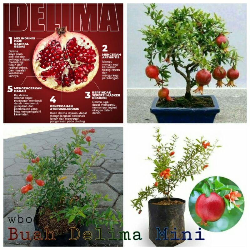 Jual Bibit Tanaman Buah Delima Merah Mini Rajin Berbuah Bahan Bonsai Shopee Indonesia