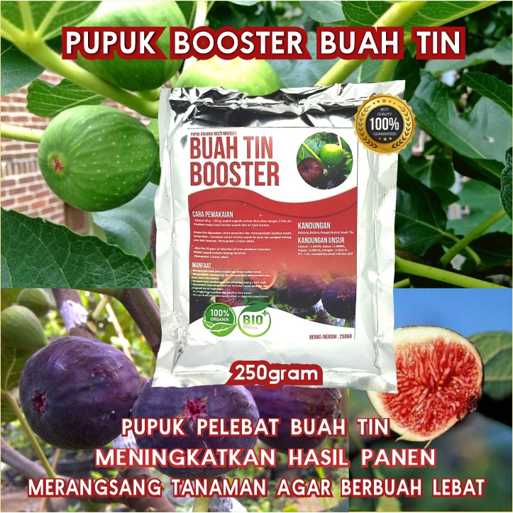 Jual Pupuk Organik Pelebat Booster Buah Tin Perangsang Buah Buah Tin ...