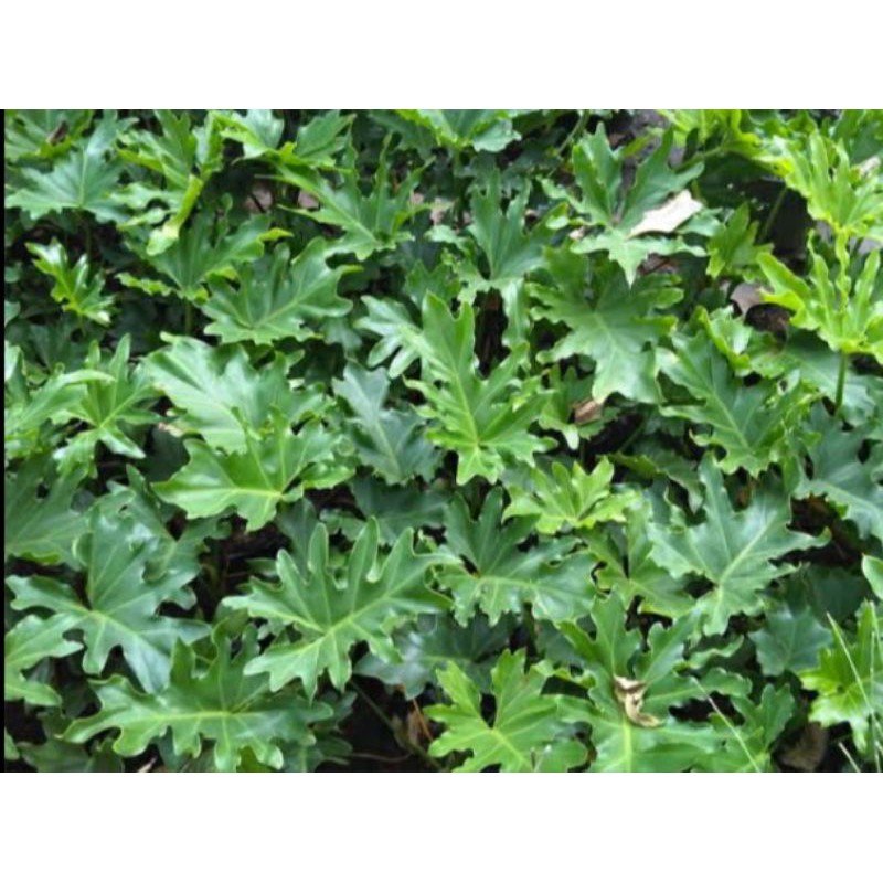 Jual tanaman hias Philodendron xanadu / Philo jari dendrum | Shopee ...
