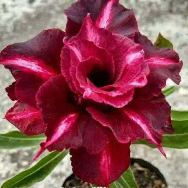 Jual adenium tumpuk triple maroon (bibit) | Shopee Indonesia