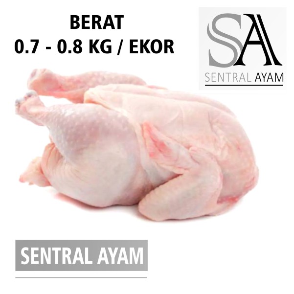 Jual Ayam Karkas Broiler Ayam Potong Utuh Negeri 0 7 Kg 7 Ons Fresh