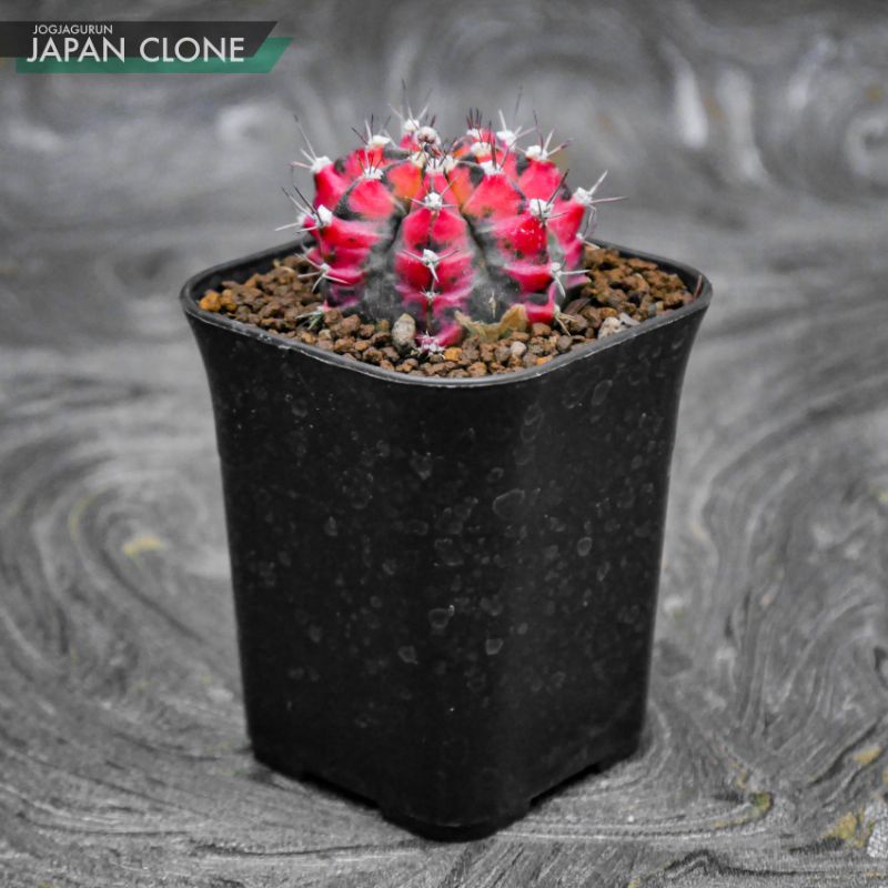 maybebop kaktus 4" Myrtillocactus Geometrizans 'Boobie Cactus'  BWH Plant Co