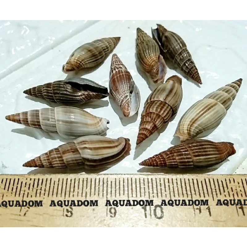 Jual CANGKANG KERANG VEXILLUM SHELL LANGKA KERANG CABEAN | Shopee Indonesia